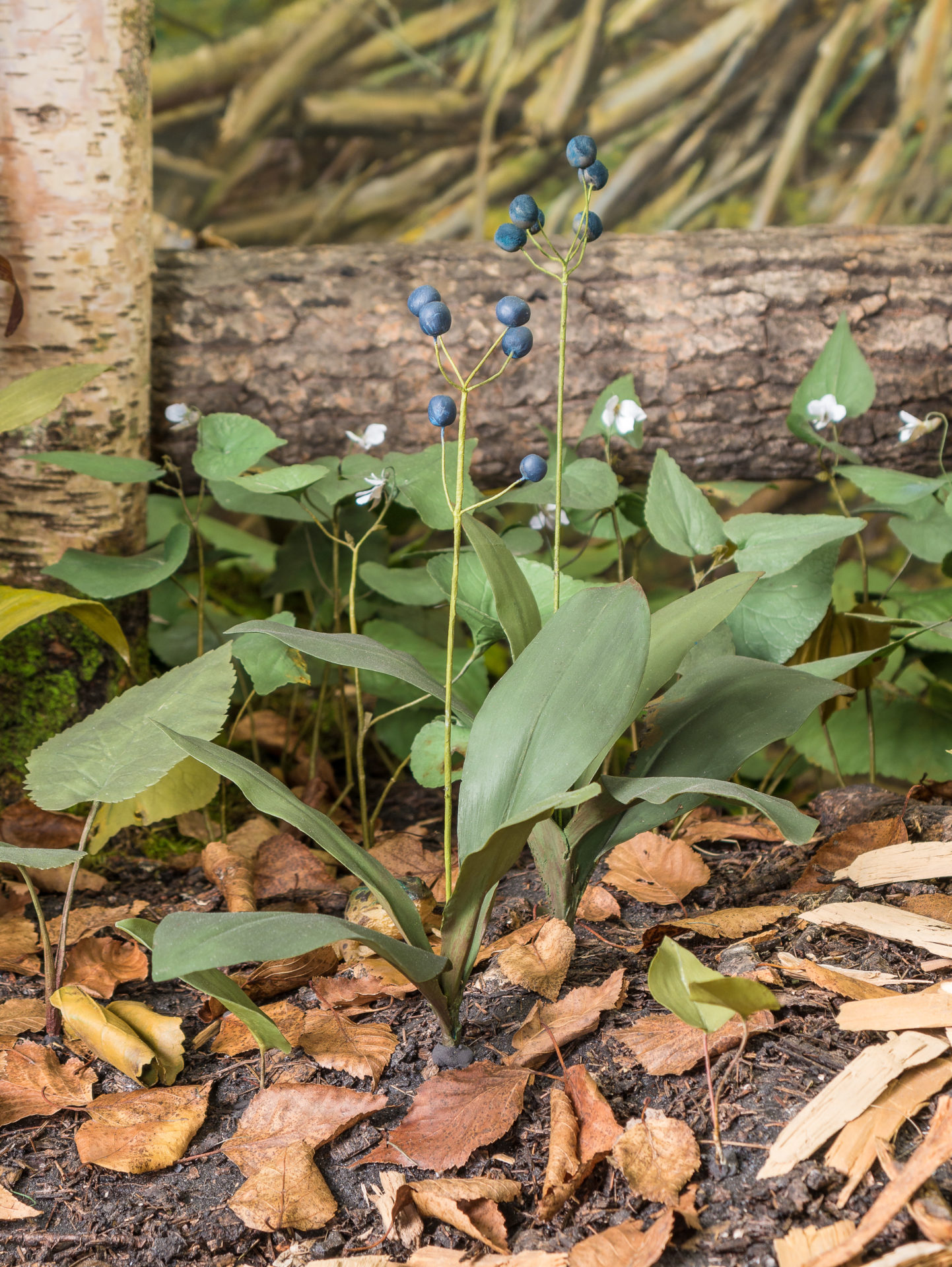 bluebead lily and white violet in the diorama