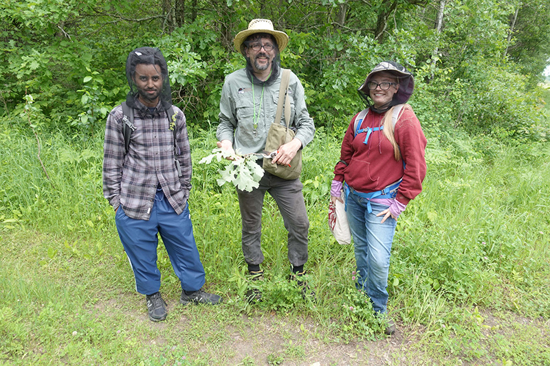 Three researchers in the woods, wearing bug nets
