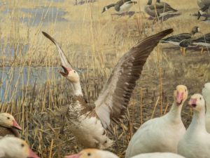 Closeup of a hybrid goose in the Bell diorama