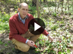 Botanist Tim Whitfield examining plants in nature