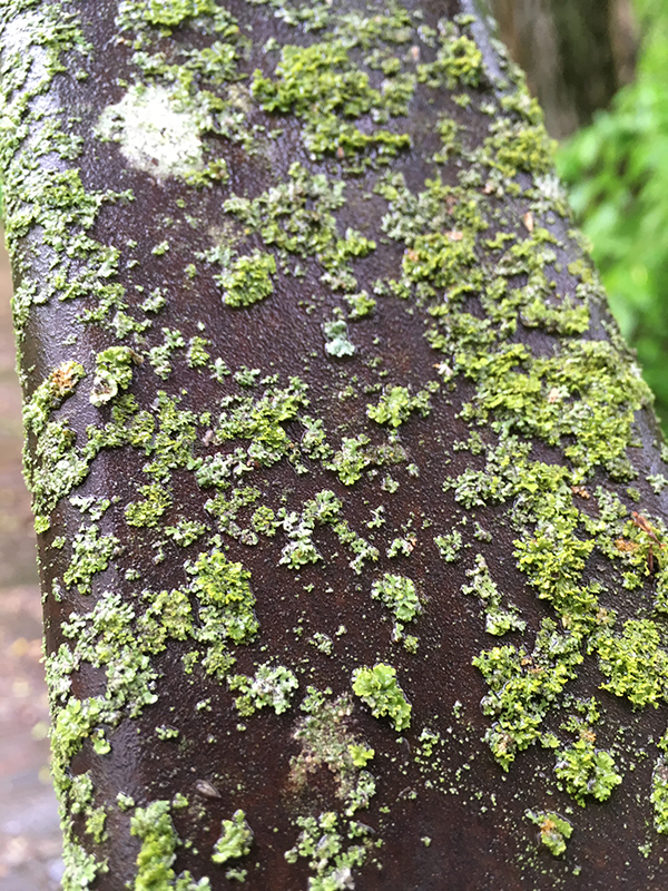 lichens growing