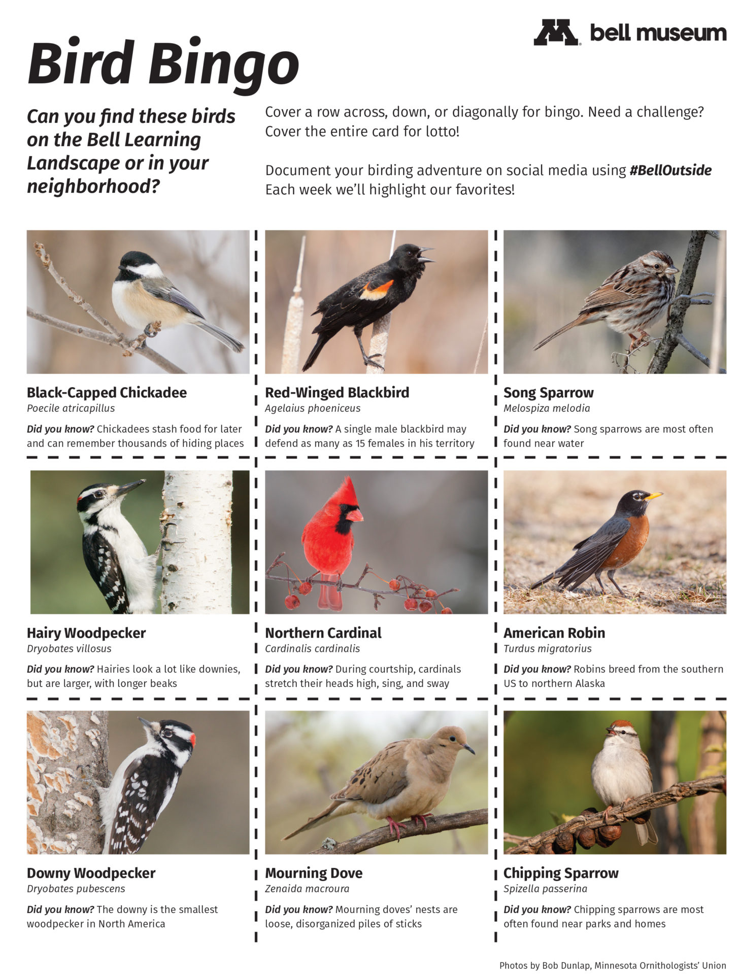 A bingo card with squares for individual birds