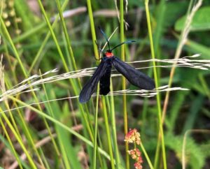 Black and red dayflying moth on grass