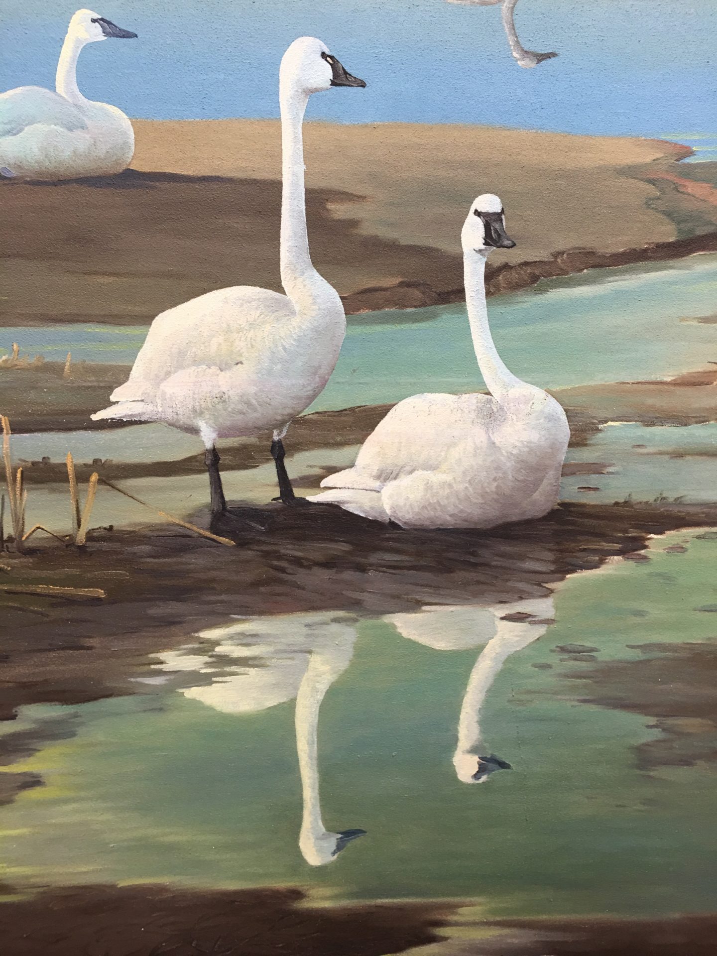 Framed Original Miniature Fine Art Painting Tundra Swans Stop for a Rest in Rice Field During Migration-