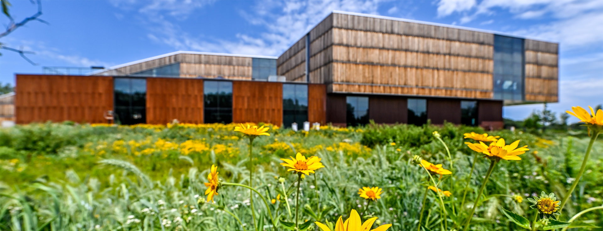 flowers in front of the learning landscape