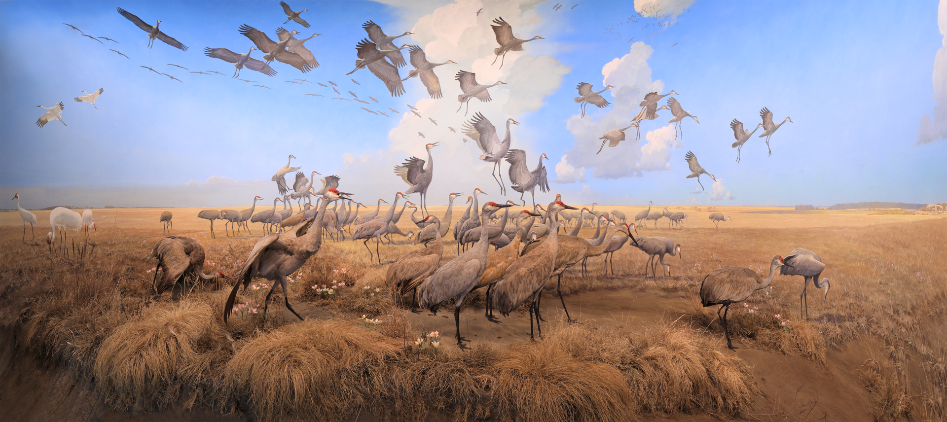 sandhill cranes and whooping cranes in a field