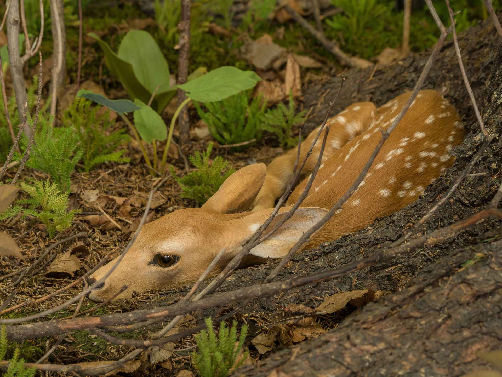 cute fawn laying low near a tree trunk