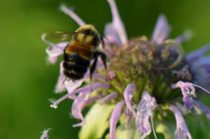 rusty patched bumble bee on a purple flower