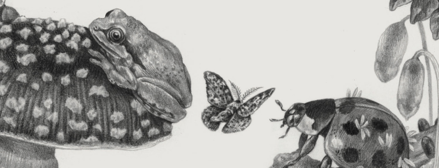 Sketch of toad, butterfly, ladybug
