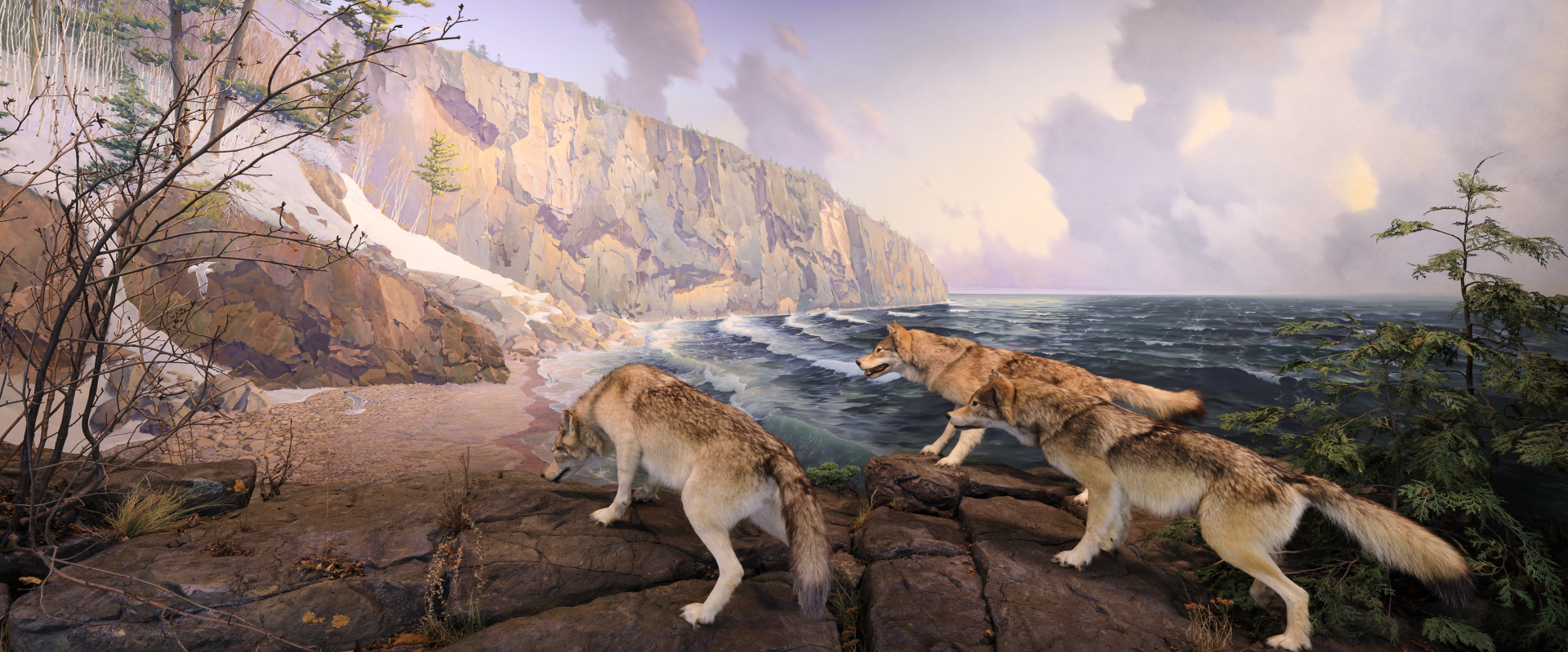 a pack of 3 wolves hunting a deer on the shore of lake superior