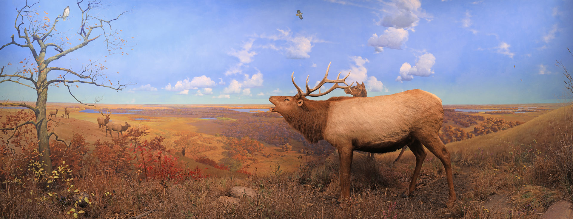 elk at inspiration point diorama, shows a herd of elk in a grassland in autumn