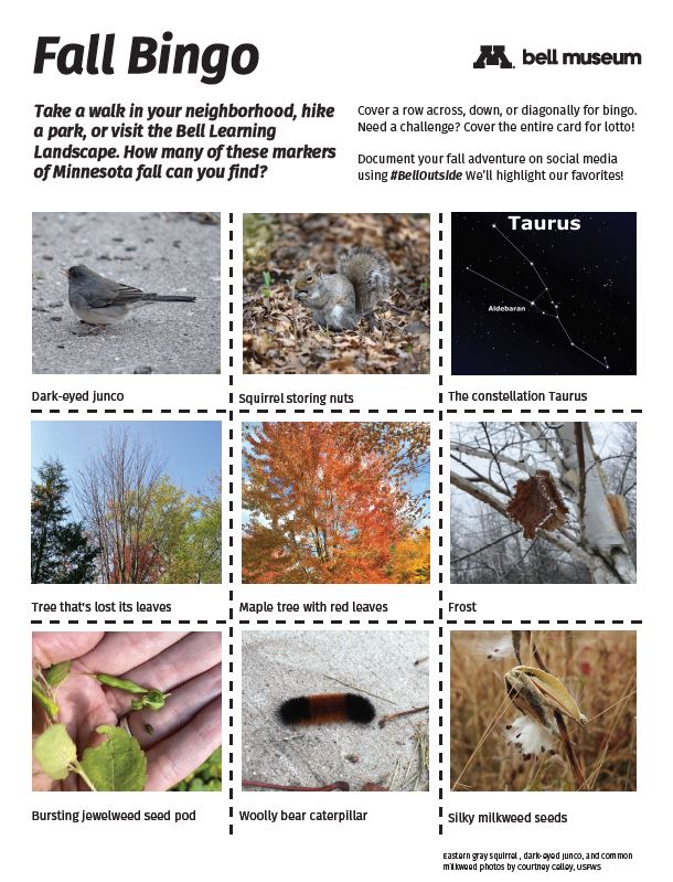 A bingo card of natural items you can find outside in the fall