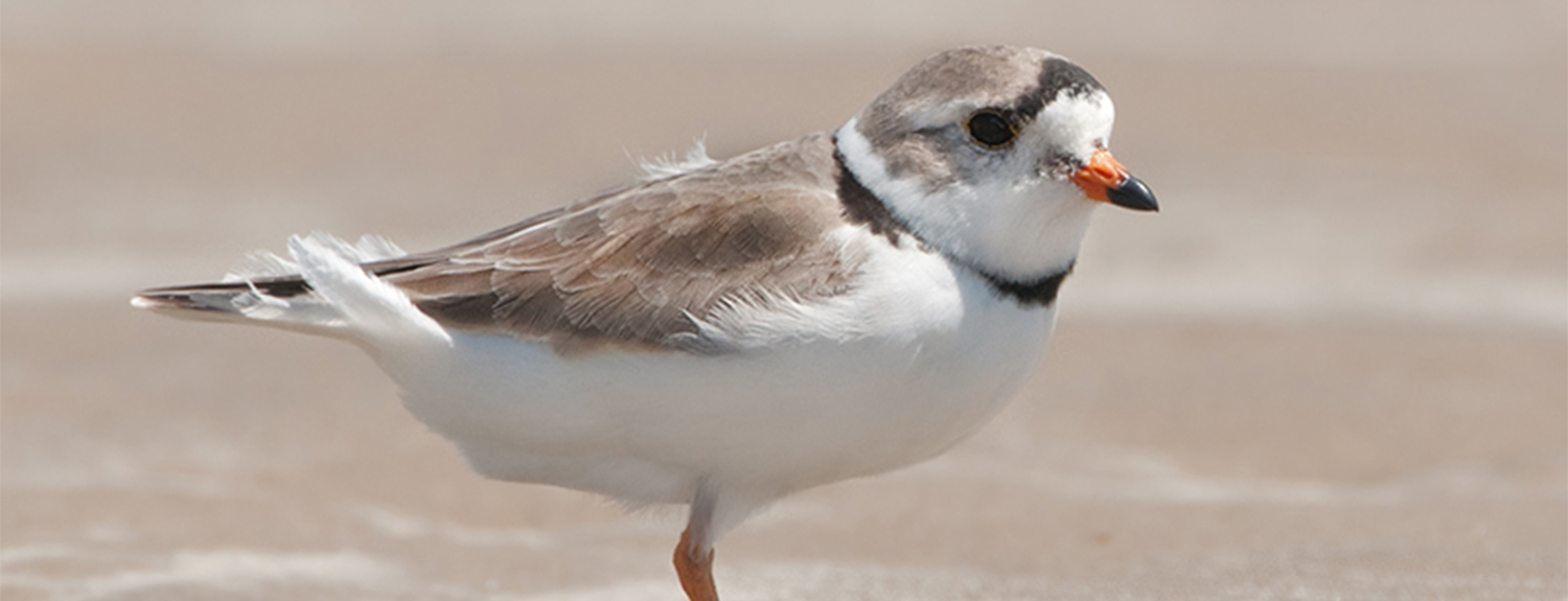 piping plover