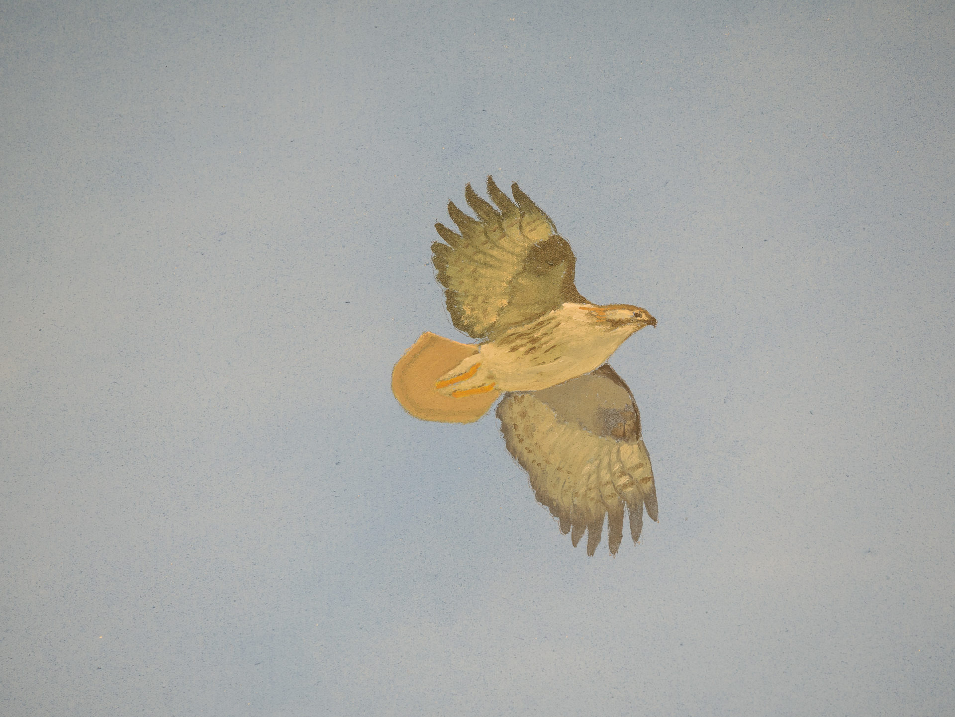 red-tailed hawk flies overhead