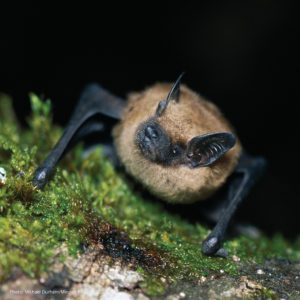 big brown bat crawling on moss