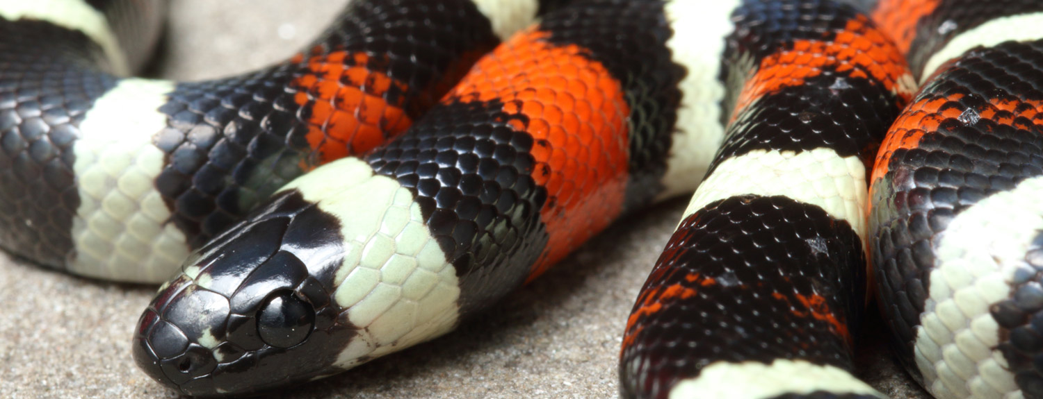 Black, white, and orange snake