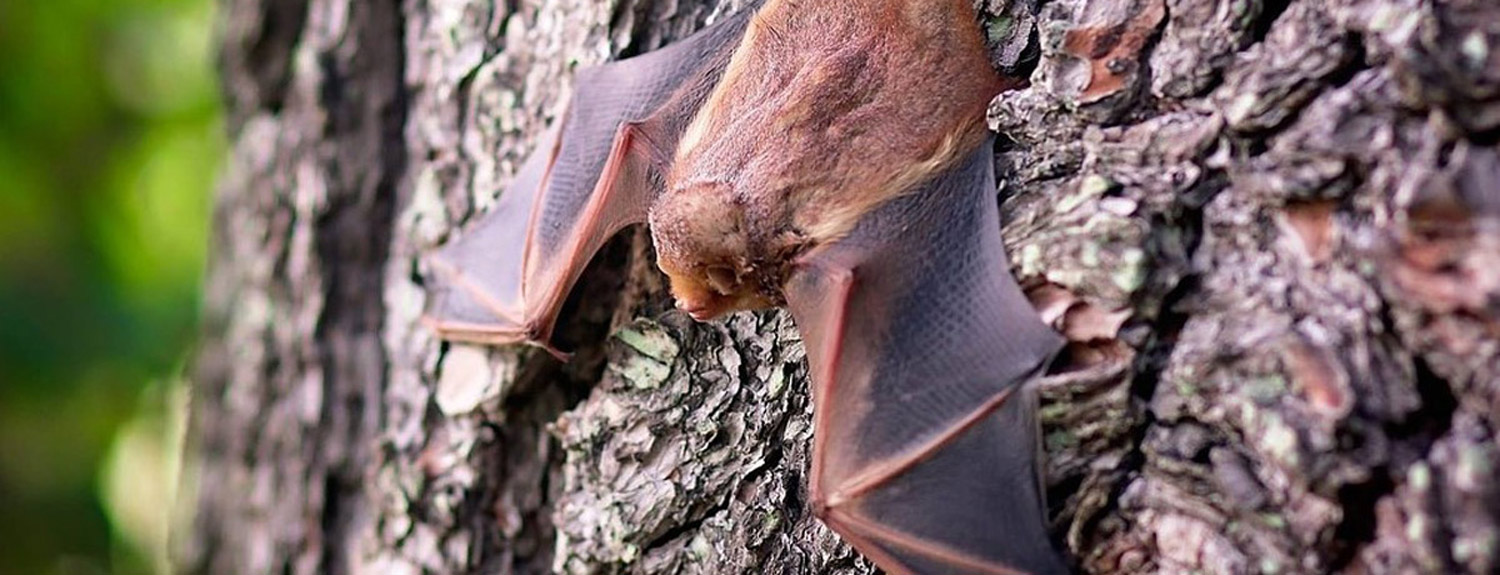 bat on a tree