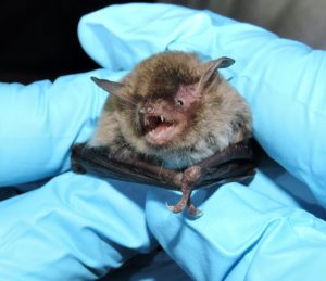 Evening bat held by a gloved hand