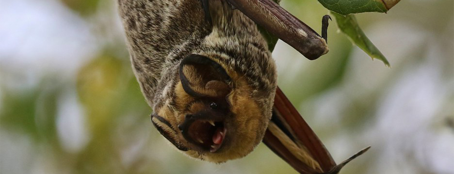 hoary bat hangs from a branch