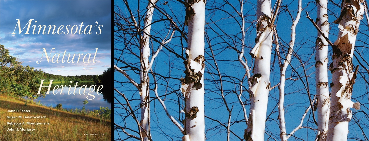 Minnesota's Natural Heritage book cover, birch trees
