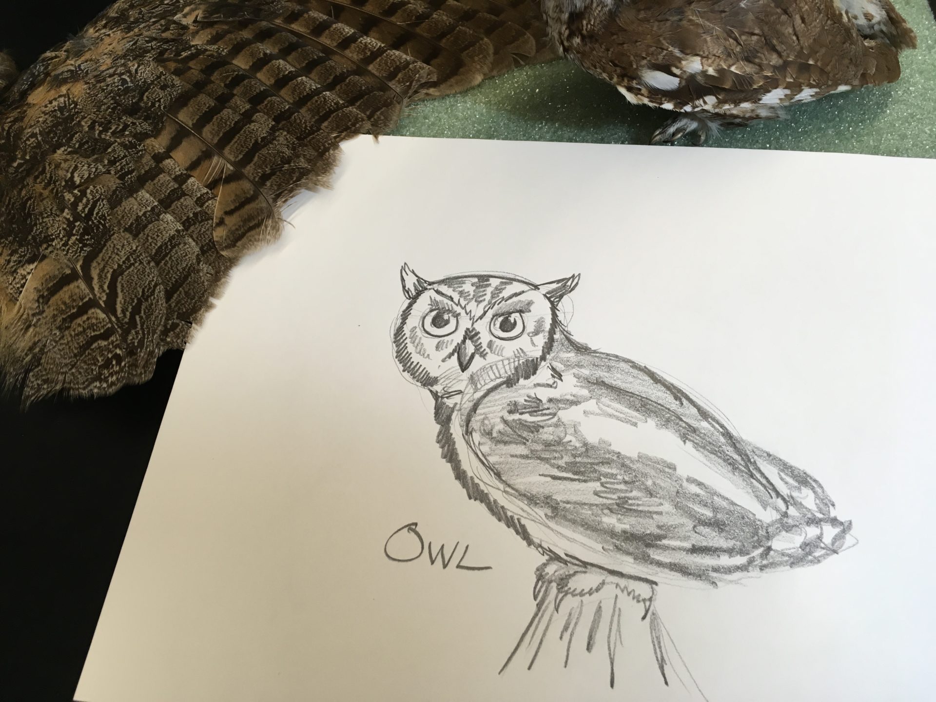 Learn to Draw Realistically: Wildlife - One River School Port Jefferson