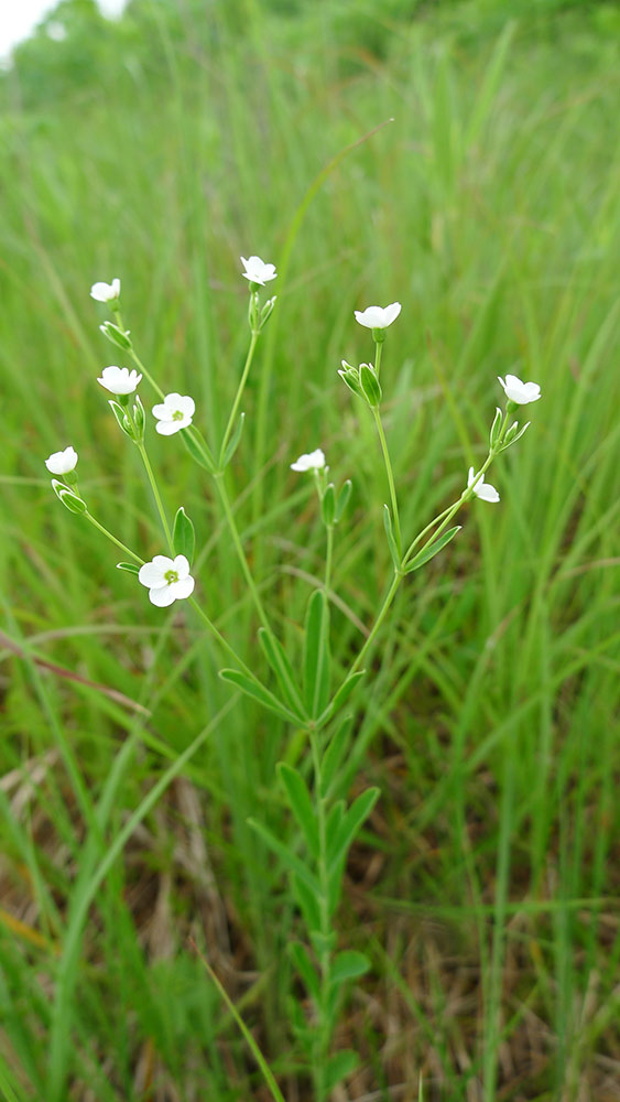 white flowering spurge amongst green plants
