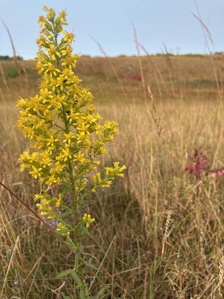 showy-goldenrod amongst the prairie grass