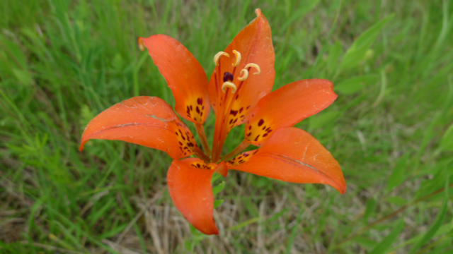 orange wood lily
