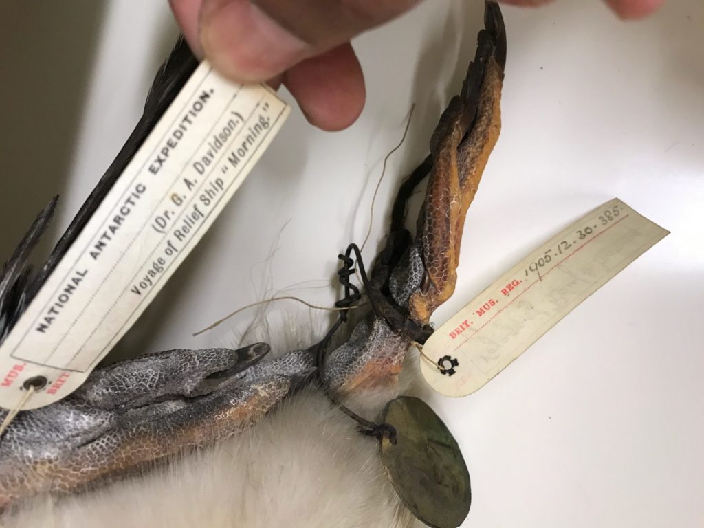 Penguin specimen with a tag that says "National Antarctic Expedition"