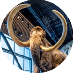 Woolly mammoth