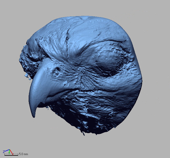 3D scan of a falcon bird