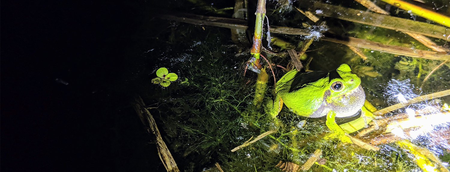 Treefrog in water