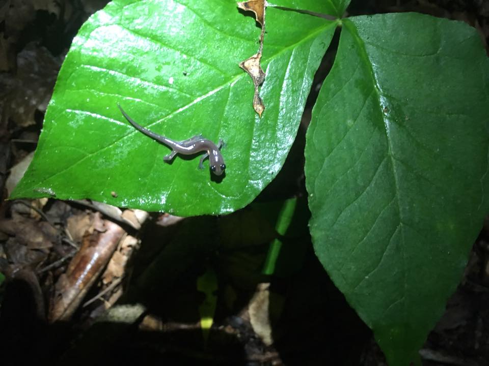 Small Salamander on a leaf