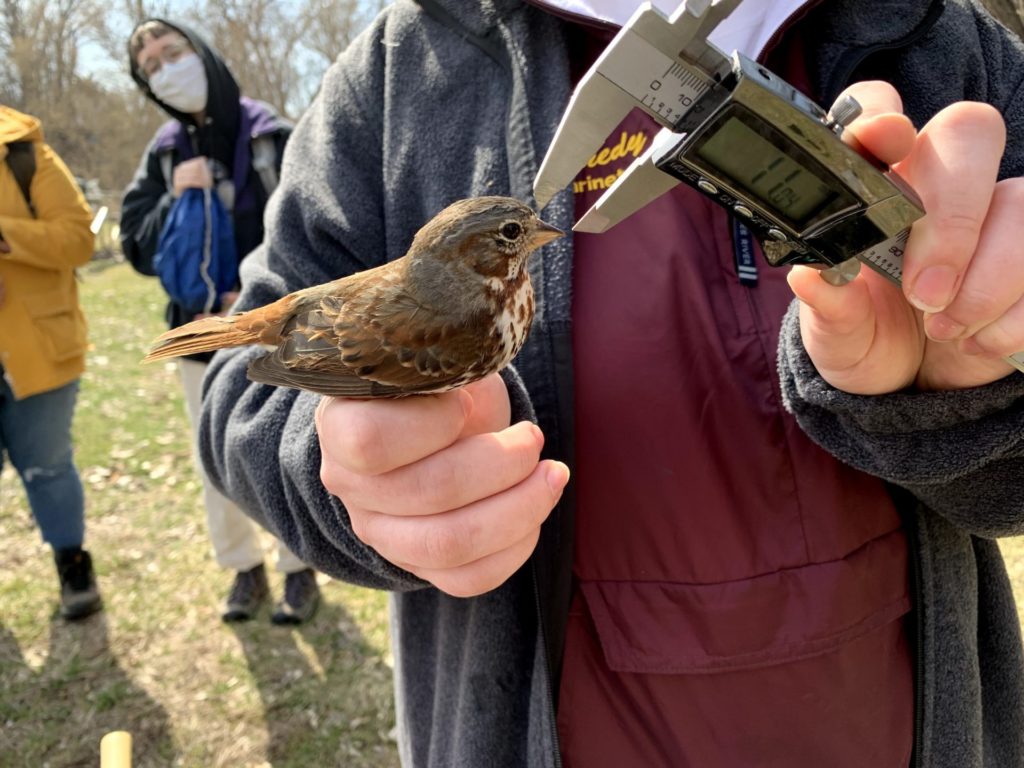 A student measuring the beak of a bird