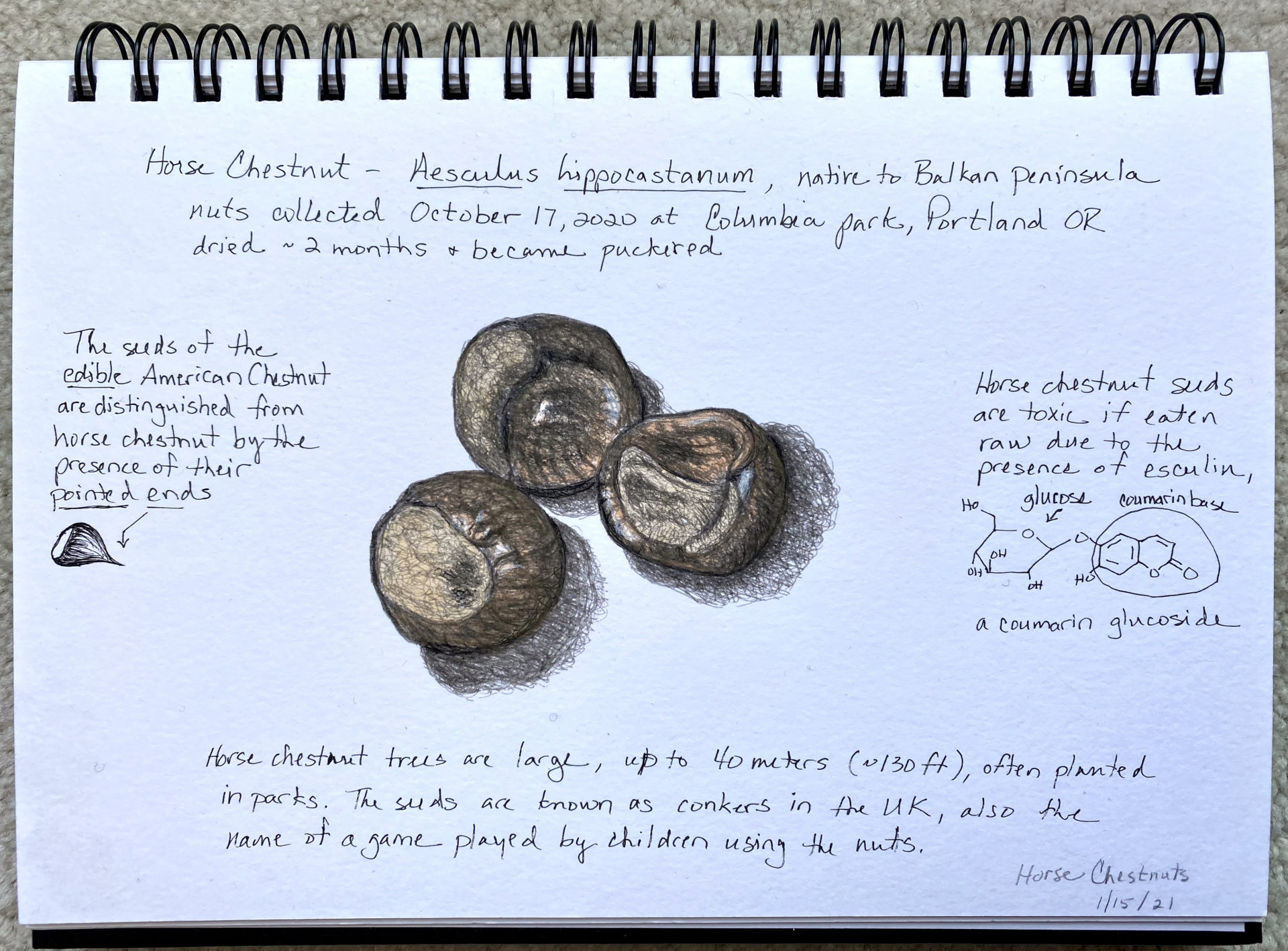 A sketch of horse chestnuts with small writing