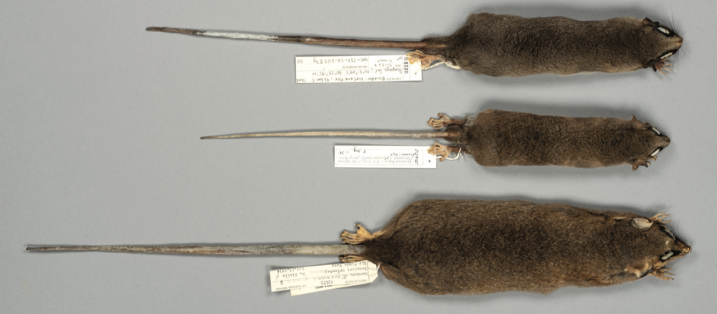 A grouping of three Marmosa jansae specimens