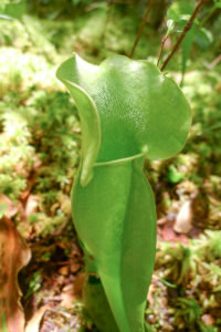 A close up of Sarracenia Pitcher Plant