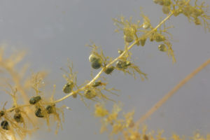A plant, Utricularia vulgaris, under water