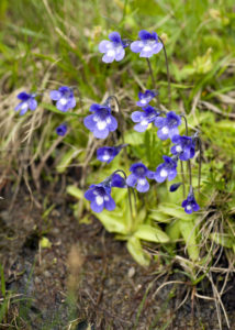 A grouping of Common butterwort