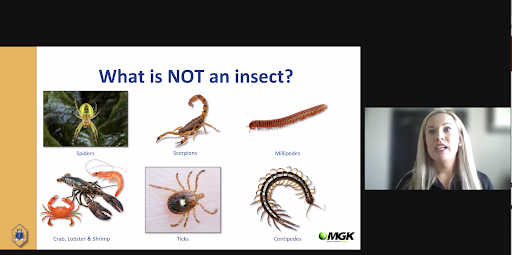 An MGK employee presenting about bugs via Zoom