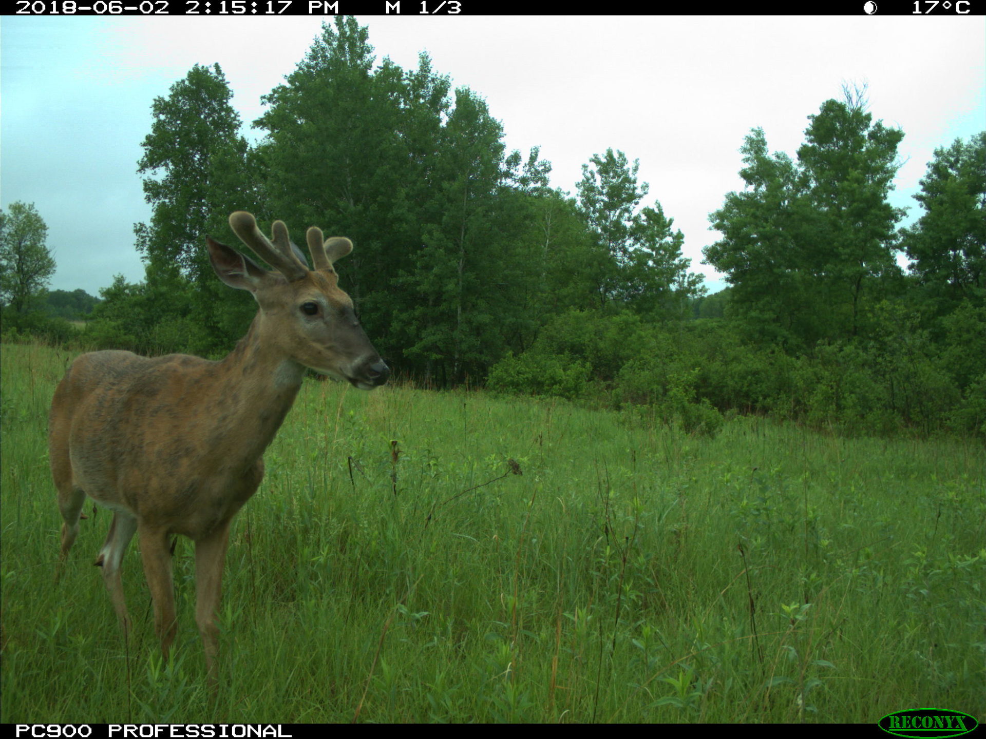 A deer caught by a camera trap