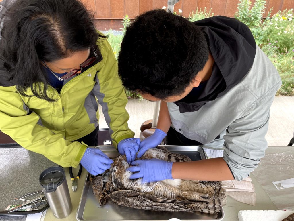A scientist and a high school intern work together to prepare an owl specimen