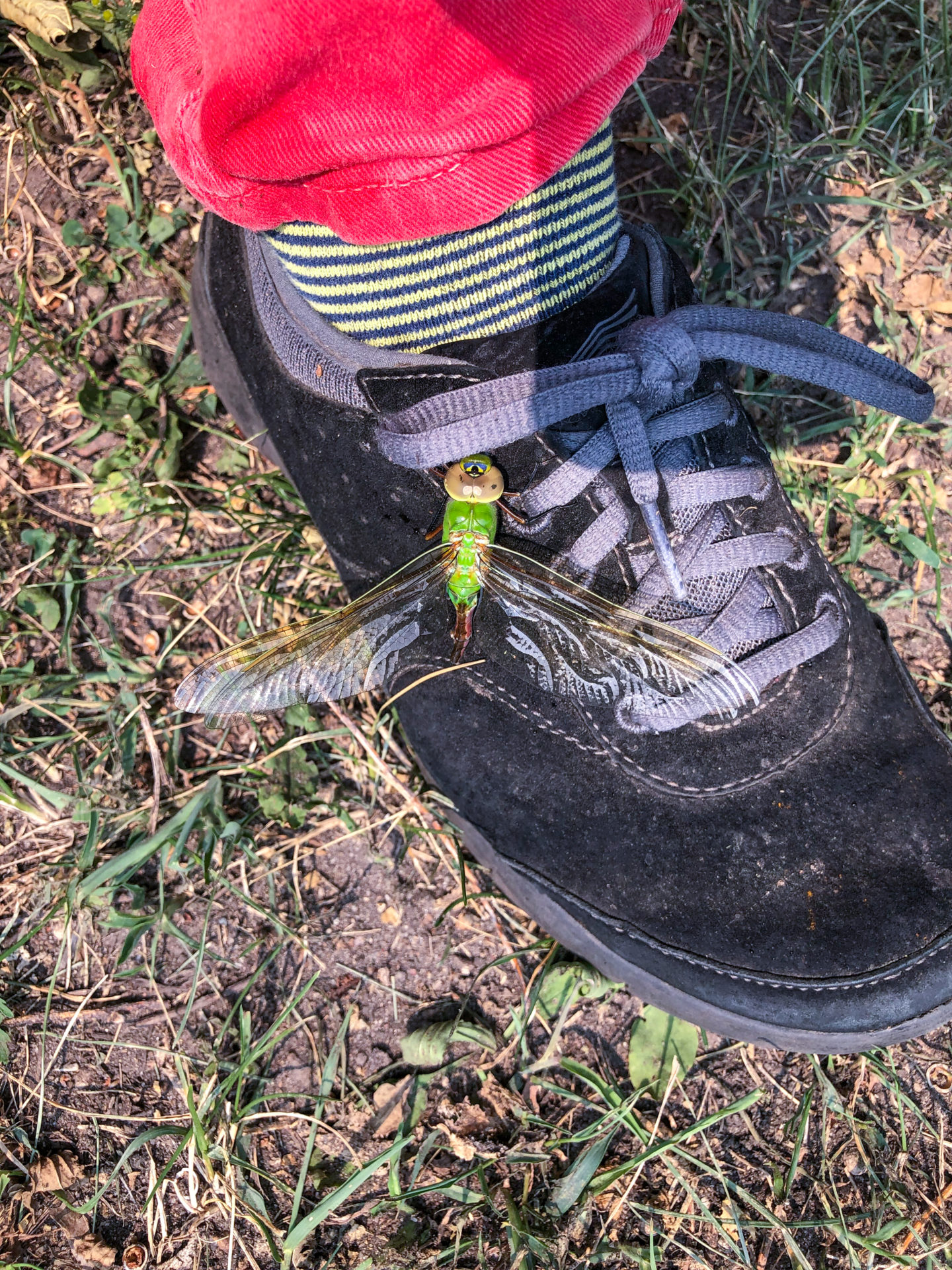 Large winged insect on shoe