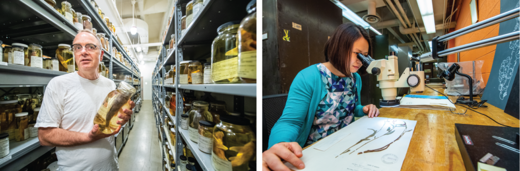 Two images side by side, the first one is a researcher holding a fish specimen and the other is a researcher looking at plant specimens through a microscope