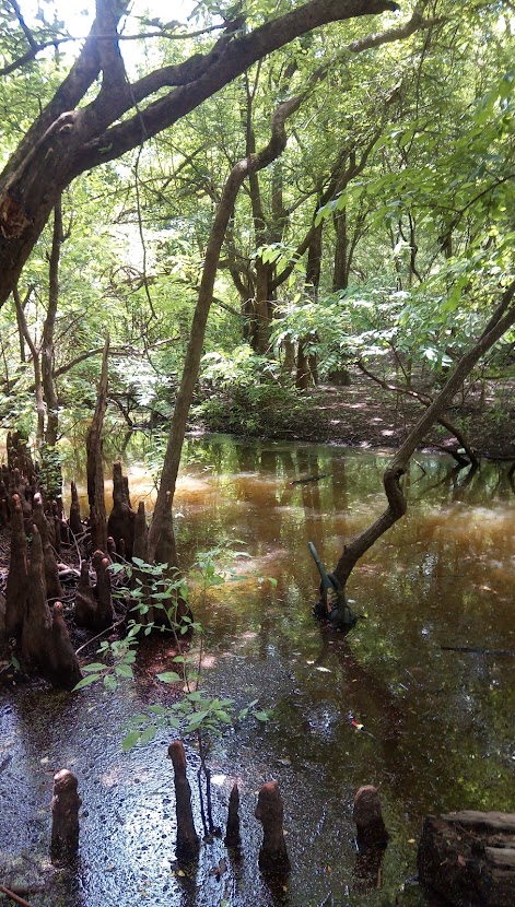 A bayou in Louisiana. Overgrown trees stretch over murky water