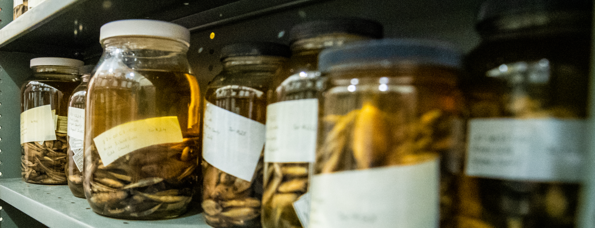 Jars of pickled fish specimens on a shelf