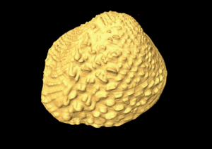 3D rotating image of mussel