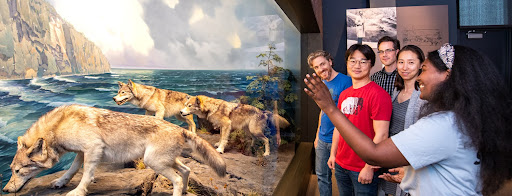 A student guide giving a presentation about the wolf diorama