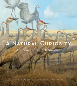 Cranes with text that reads: A Natural Curiosity The Story of the Bell Museum