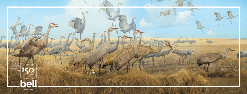 Cranes in the Red River Valley diorama with text that reads: 150 years.